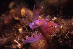 Flabellina Affinis...so small and so beautiful! No matter... by Federica Bedei 